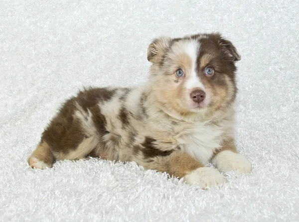 Aussie pup — Stockfoto