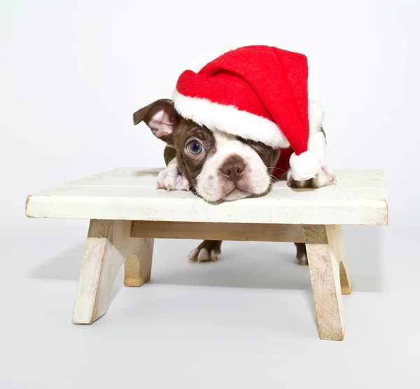 Christmas puppy — Stockfoto