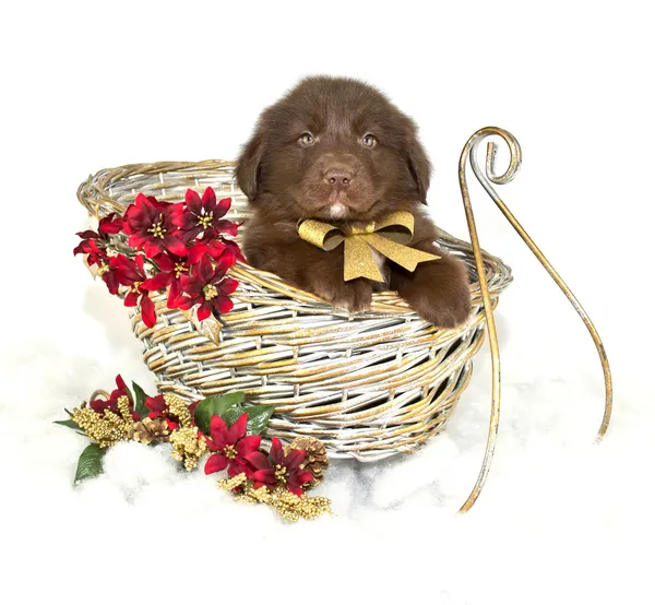 Christmas Puppy — Stock Photo, Image