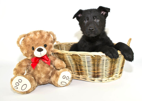 милый щенок немецкой овчарки