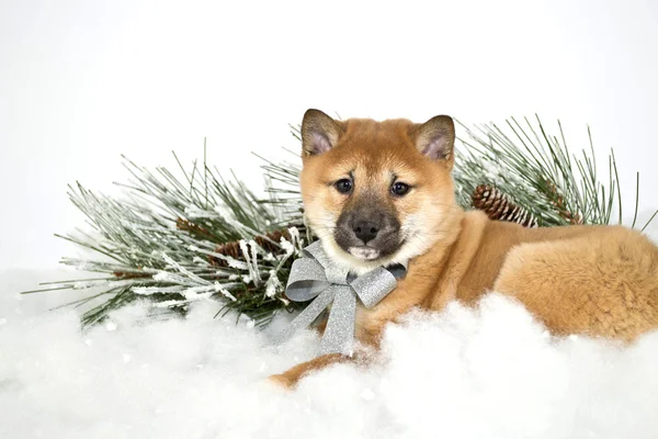 Christmas puppy — Stockfoto