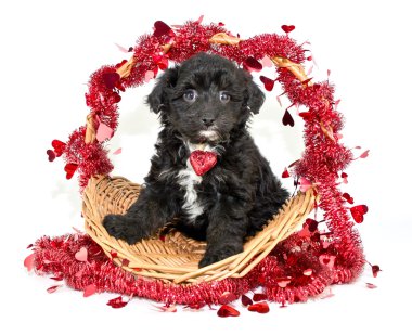 sevimli köpek yavruları