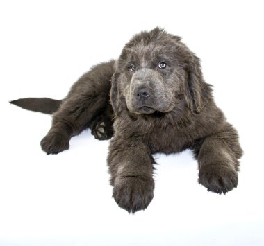 Newfoundland köpek yavrusu