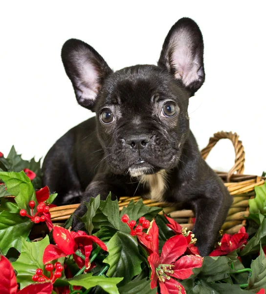 Christmas Frenchie — Stock Photo, Image