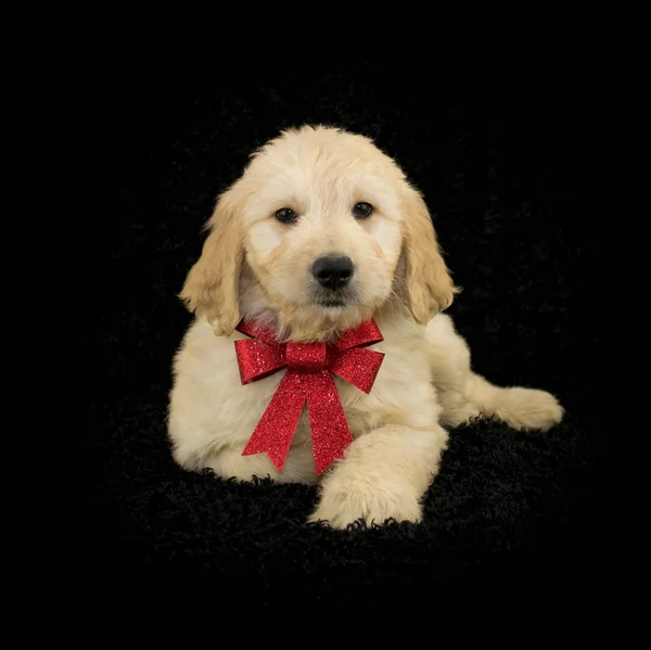 Christmas Golden doodle — Stock Photo, Image