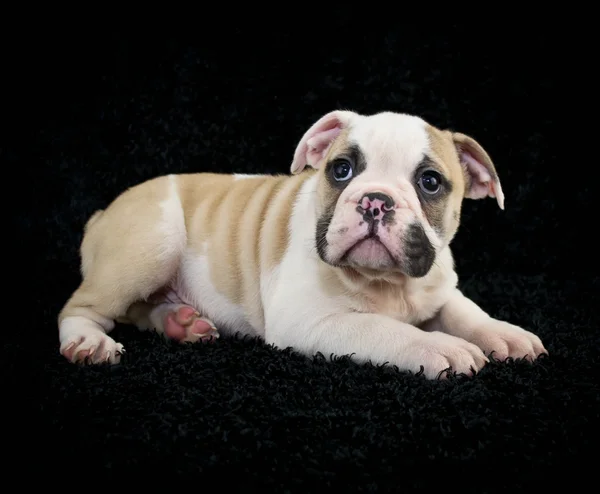 Bulldog cachorro —  Fotos de Stock