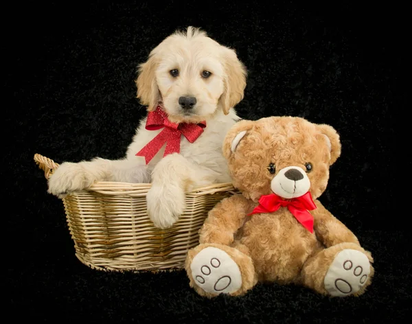 Christmas Golden doodle — Stock Photo, Image