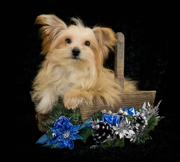 Cãozinho de Natal — Fotografia de Stock