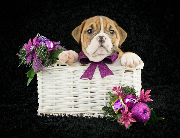 Christmas puppy — Stockfoto