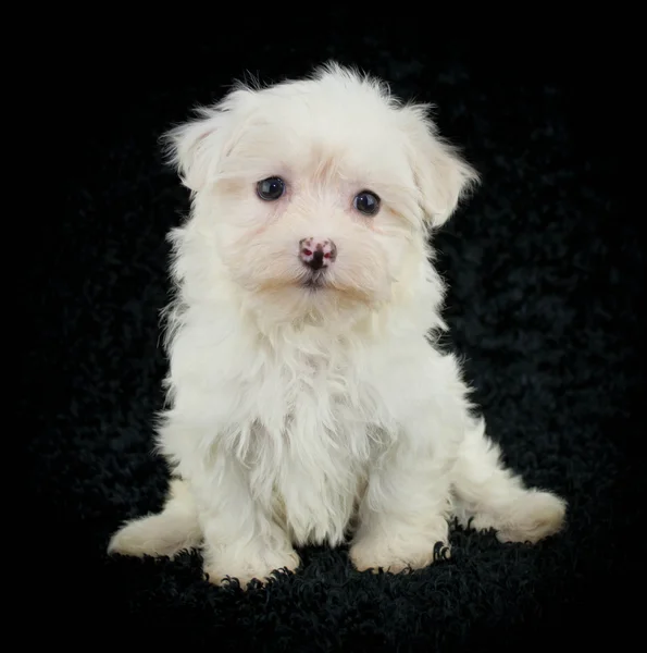 Maltees schattige puppy — Stockfoto