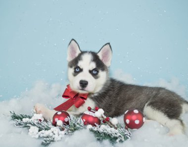 güzel Noel husky