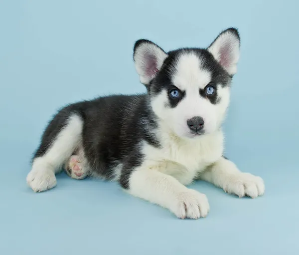 Schönheit mit blauen Augen — Stockfoto