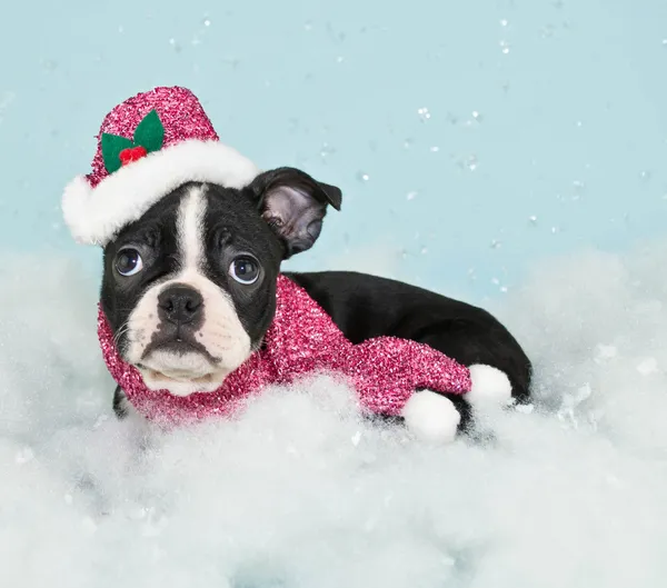 Winter boston pup — Stockfoto