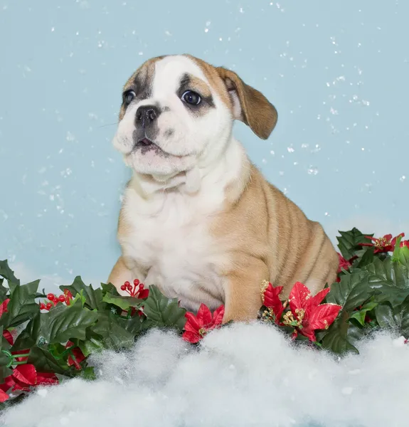 Silly Christmas Bulldog — Stock Photo, Image