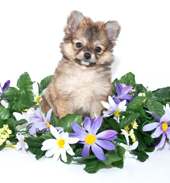 Tatlı pomeranian köpek — Stok fotoğraf