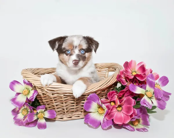 Schöner australischer Schäferhund Welpe — Stockfoto