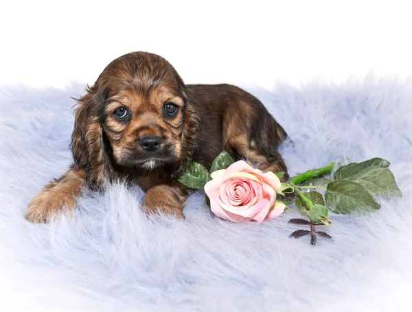 Cocker spaniel pastelami malowany — Zdjęcie stockowe