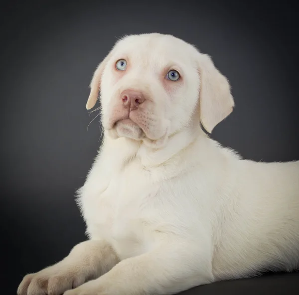 Cãozinho de laboratório amarelo — Fotografia de Stock