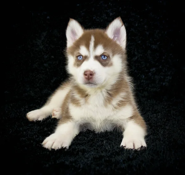 Cachorro Husky rojo — Foto de Stock