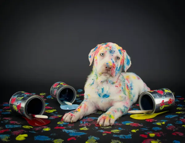 Painted Pooch — Stock Photo, Image