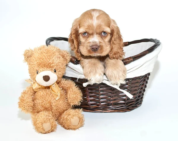 Vänner — Stockfoto