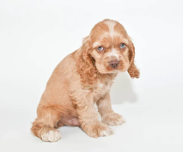 Es tut mir leid! — Stockfoto