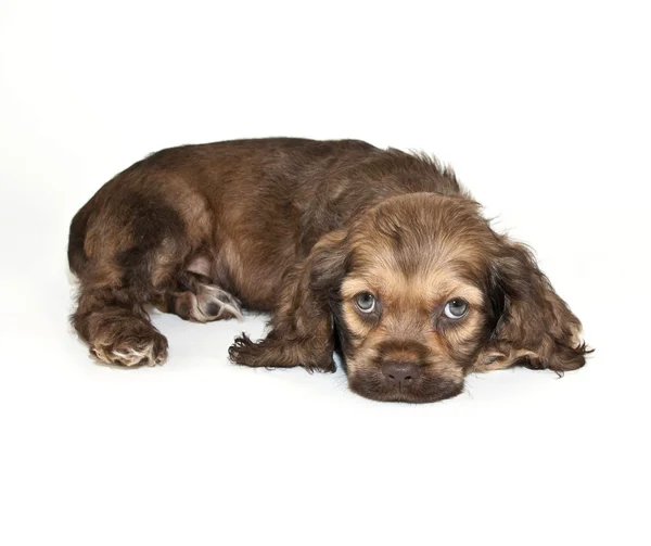 Cocker spaniel pastelami malowany — Zdjęcie stockowe