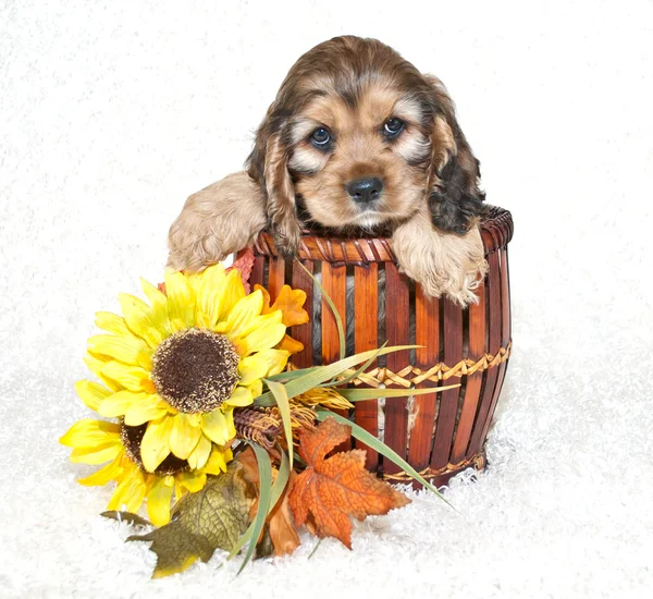 Cockerspaniel — Stockfoto