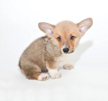Corgi köpek yavrusu