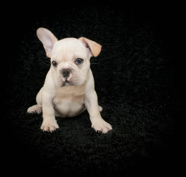 Franse bulldog puppy — Stockfoto