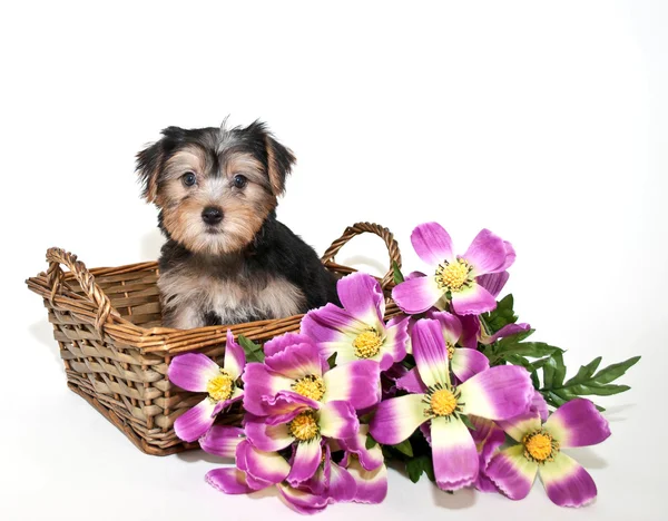 Cute Little Morkie Puppy — Stock Photo, Image