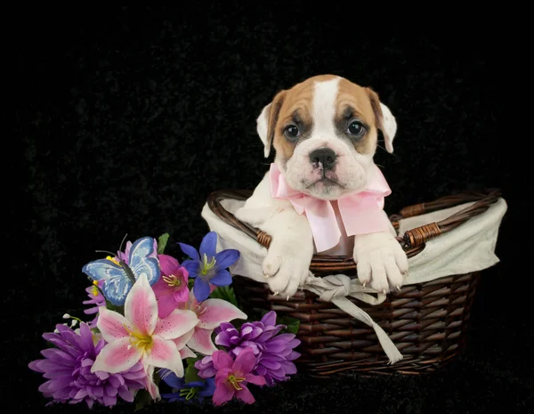 Bulldog cucciolo — Foto Stock