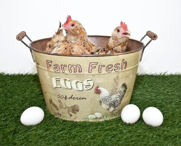 Ферма свіжі яйця — стокове фото