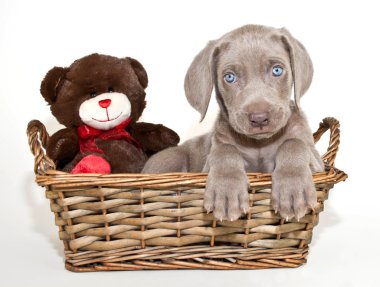 Weimaraner köpek yavrusu