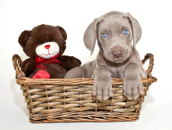 Weimaraner Puppy — Stock Photo, Image