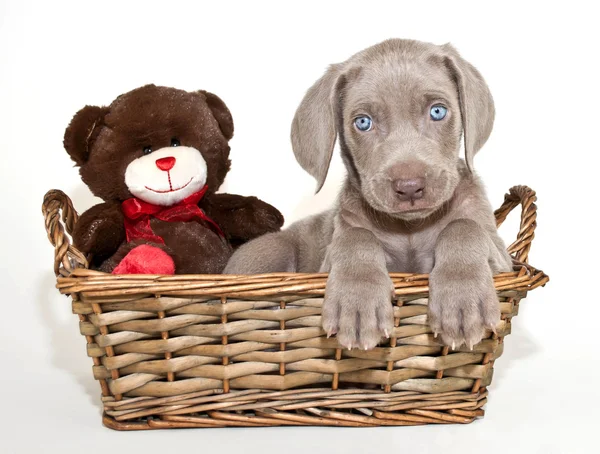 Weimaraner valp — Stockfoto