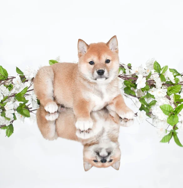 Cachorro Shiba Inu —  Fotos de Stock