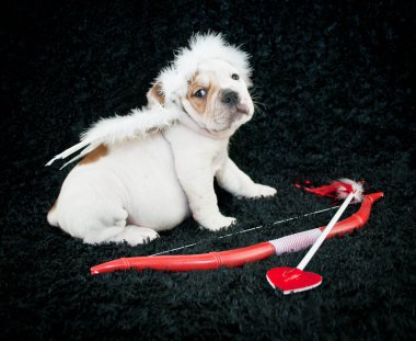 aşk köpek yavrusu