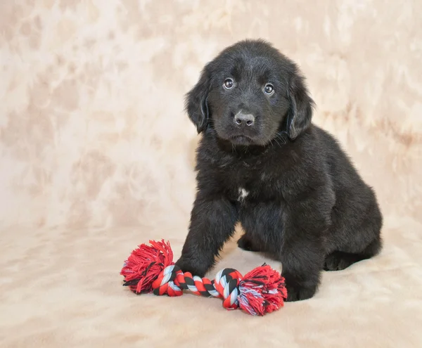 Filhote de cachorro da terra nova — Fotografia de Stock