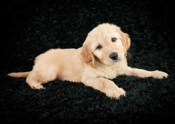 Golden- Cachorrinho Doodle — Fotografia de Stock