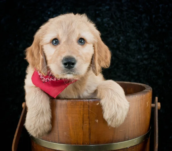 Cachorro de Doodle de oro —  Fotos de Stock