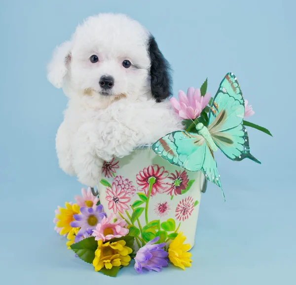 Spring Poodle — Stock Photo, Image
