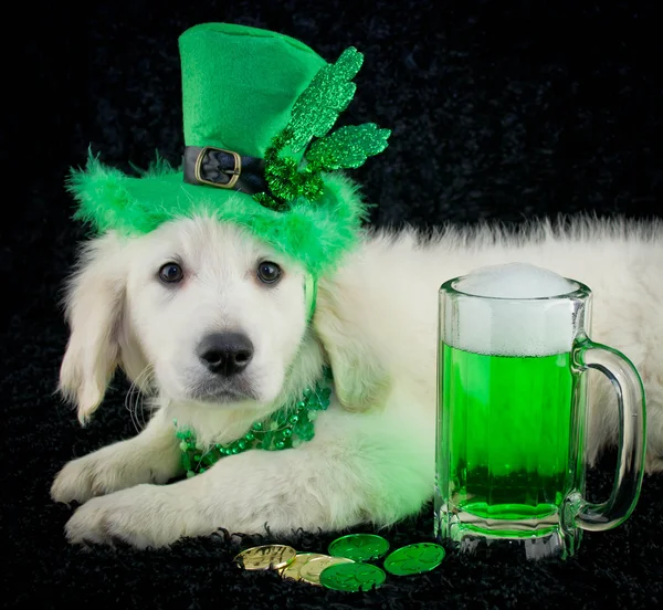 Filhote de cachorro do dia de São Patrício — Fotografia de Stock