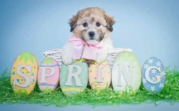 Cachorrinho primavera — Fotografia de Stock