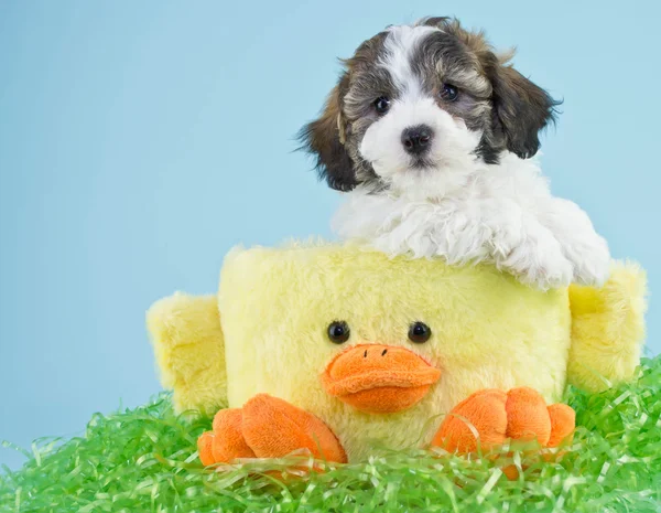 Easter Puppy — Stok Foto