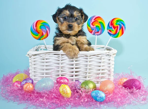 Húsvéti kiskutya — Stock Fotó