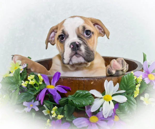 Cachorrinho bulldog bonito — Fotografia de Stock