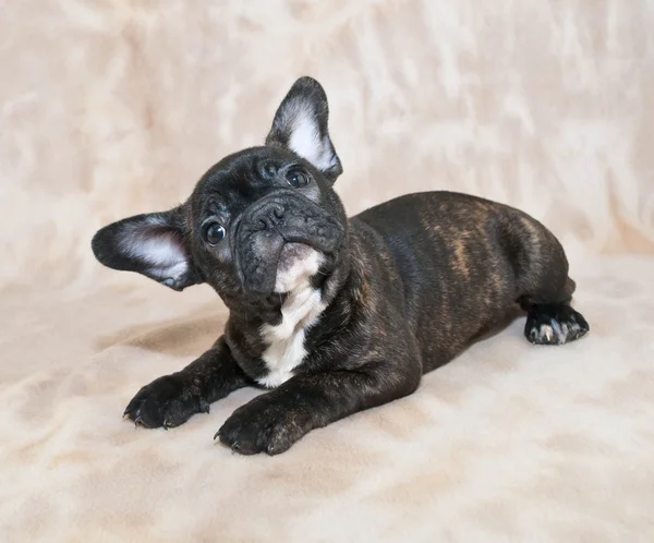 French Bulldog Puppy — Stock Photo, Image