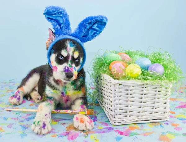 Easter Husky Puppy — Stok Foto