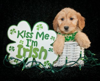 St patrick's day köpek yavrusu